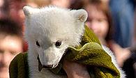Knut