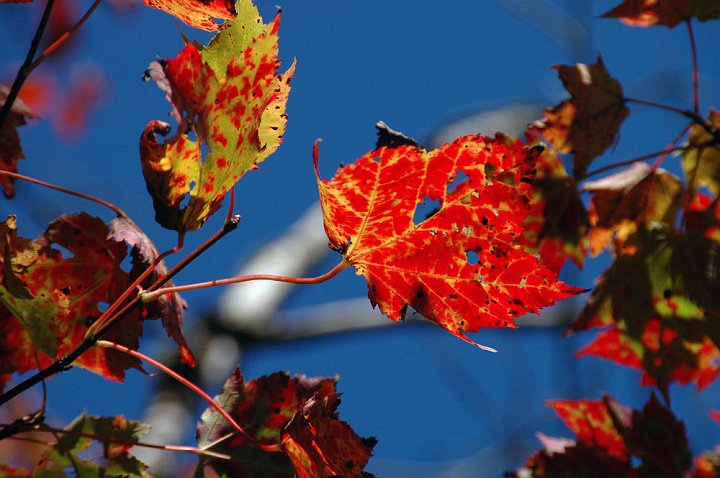 7664449_acadia_national_park.jpg - Acadia National Park