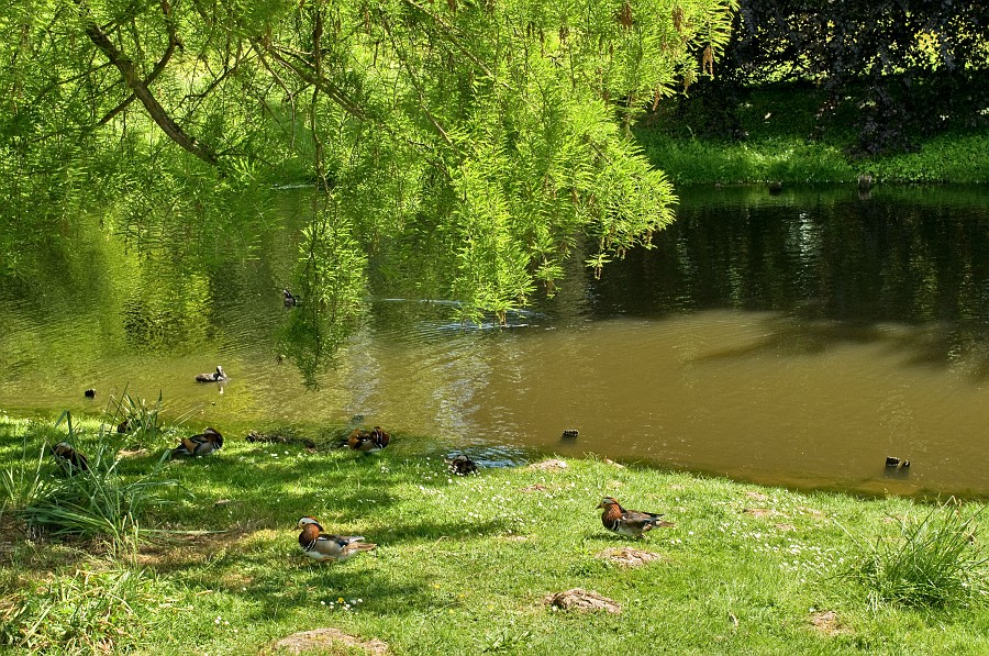 20090523_123347__DSC0133_m_a.jpg - Mandarin Enten